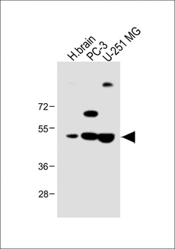 AP1M1 Antibody (Center)