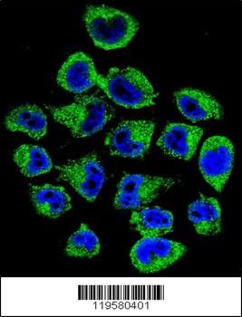 COPE Antibody (C-term)