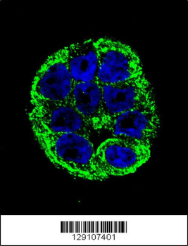 YOD1 Antibody (C-term)