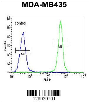 ALKBH6 Antibody (Center)