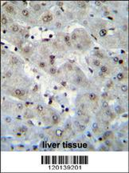 H2AFZ Antibody (C-term)