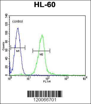 GGH Antibody (N-term)