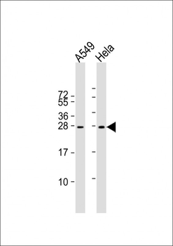 IGF2 Antibody (Center R54)