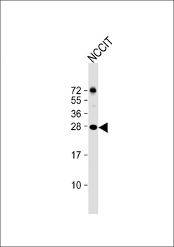 LIN28A Antibody (Center)