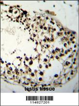 LIN28A Antibody (Center)
