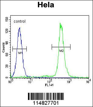 LIN28A Antibody (Center)