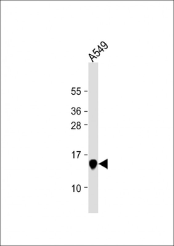 Galectin-1 Antibody