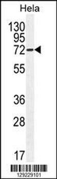 APG7L Antibody(D555)