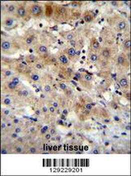 APG7L Antibody(D555)