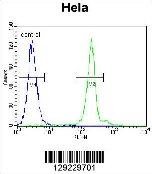 APG7L Antibody(D555)