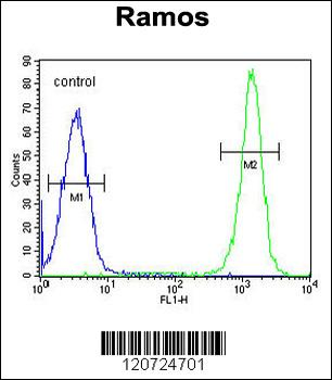 ETFA Antibody (C-term)
