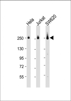 CAD Antibody (Center)