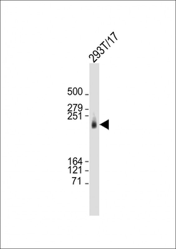 CAD Antibody (Center)