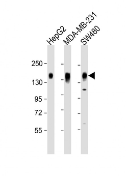 CD130 Antibody (C-term)
