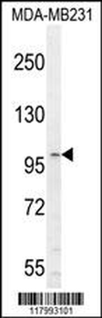 CD130 Antibody (C-term)