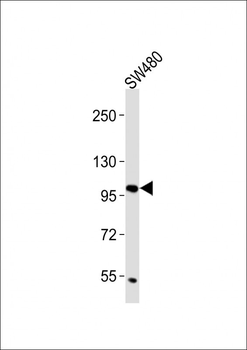 CD130 Antibody (C-term)