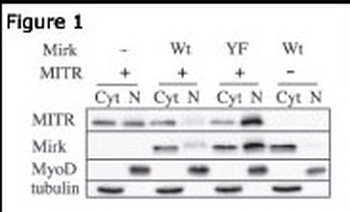 HDAC9 Antibody (N-term)
