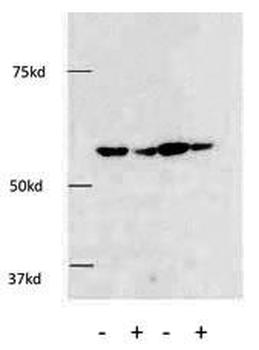 HDAC1 Antibody (C-term)