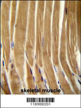 CASP5 Antibody (Center)