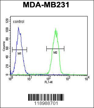 CASP5 Antibody (Center)