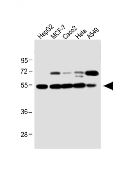 CLU Antibody (N-term)