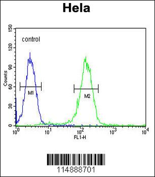 CCNH Antibody (C-term)
