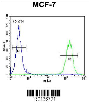 CTDSPL2 Antibody (N-term)