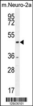 CTBP1 Antibody (C-term)
