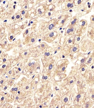 SLC16A11 Antibody (N-term)