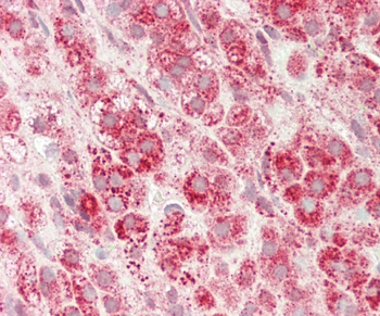 SLC16A11 Antibody (N-term)