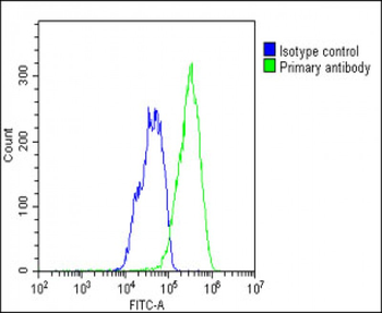 RORA Antibody (T216)