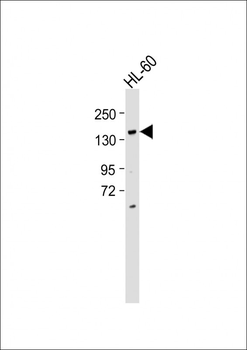 BCORL1 Antibody (N-term)