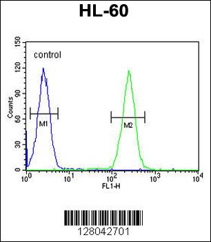 BCORL1 Antibody (N-term)