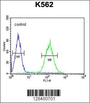 P5F1B Antibody (C-term)