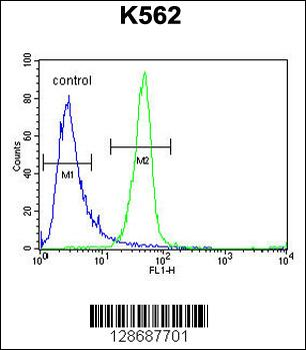 ANR52 Antibody (N-term)