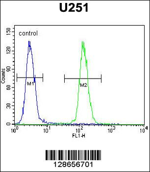 ICEF1 Antibody (C-term)