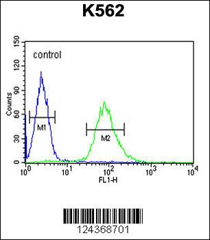 ARHGAP17 Antibody (N-term)