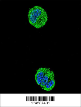 ETS1 Antibody (N-term)