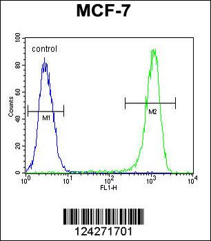 BCL10 Antibody (N-term)