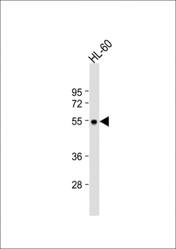 MCHR1 Antibody (C-term)
