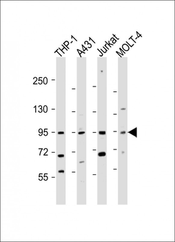 IL12_2 Antibody (C-term)