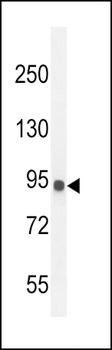 IL12_2 Antibody (C-term)