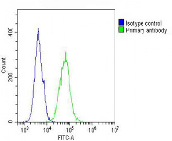 IL12_2 Antibody (C-term)