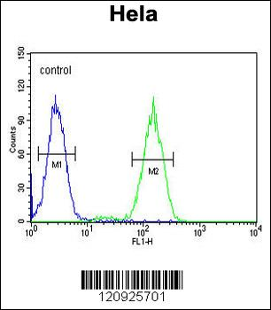 BCKDHB Antibody (N-term)