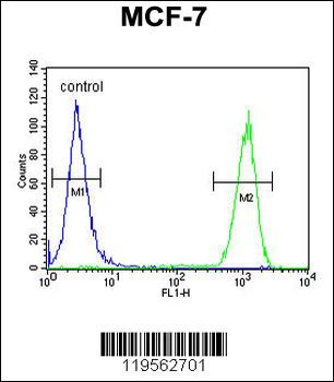 CCNT1 Antibody (Center)