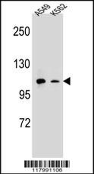 CD11b Antibody (N-term)