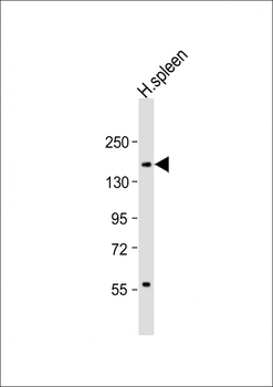 CD11b Antibody (N-term)