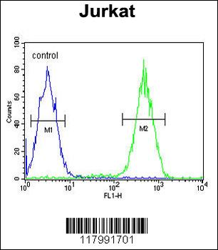 CD11b Antibody (N-term)
