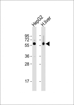 CES2 Antibody (Center)