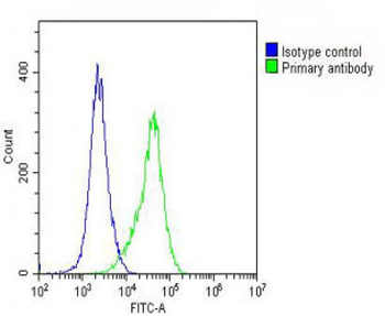 ARV1 Antibody (N-term)